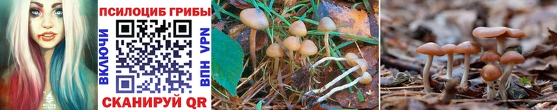 где можно купить   Лагань  блэк спрут ссылка  Галлюциногенные грибы Magic Shrooms 